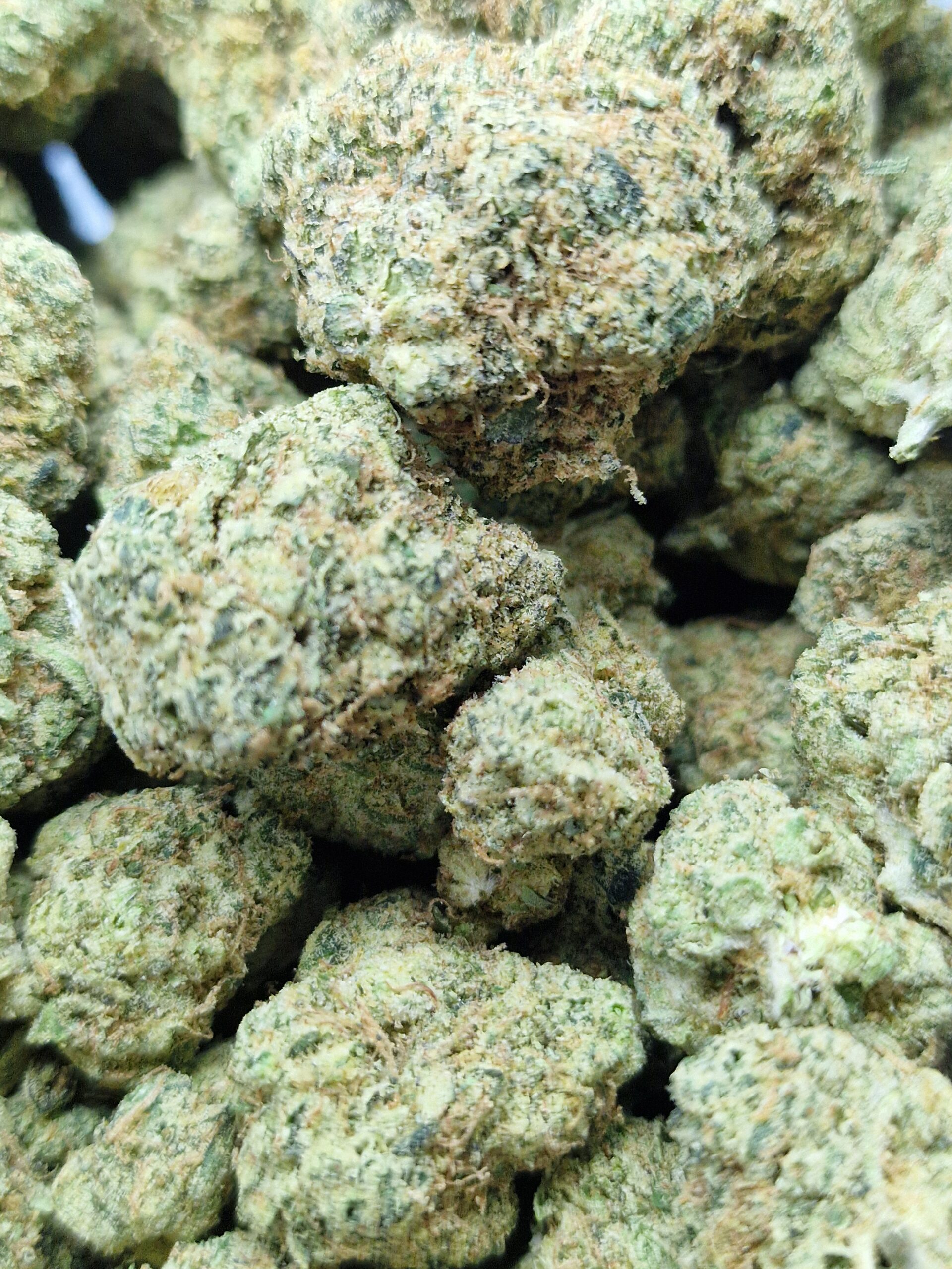 Panama Red x Trainwreck - Image 2