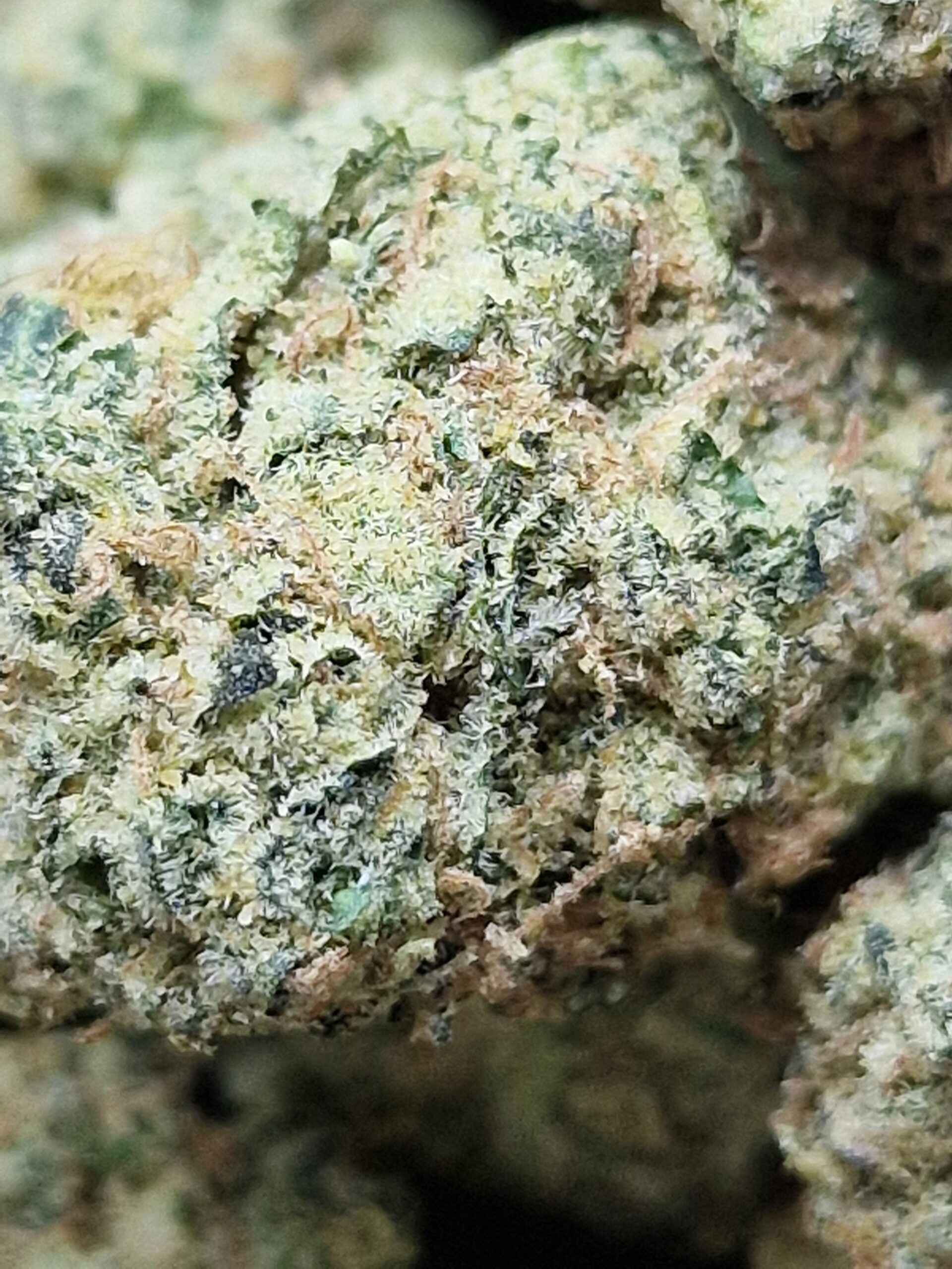 Panama Red x Trainwreck
