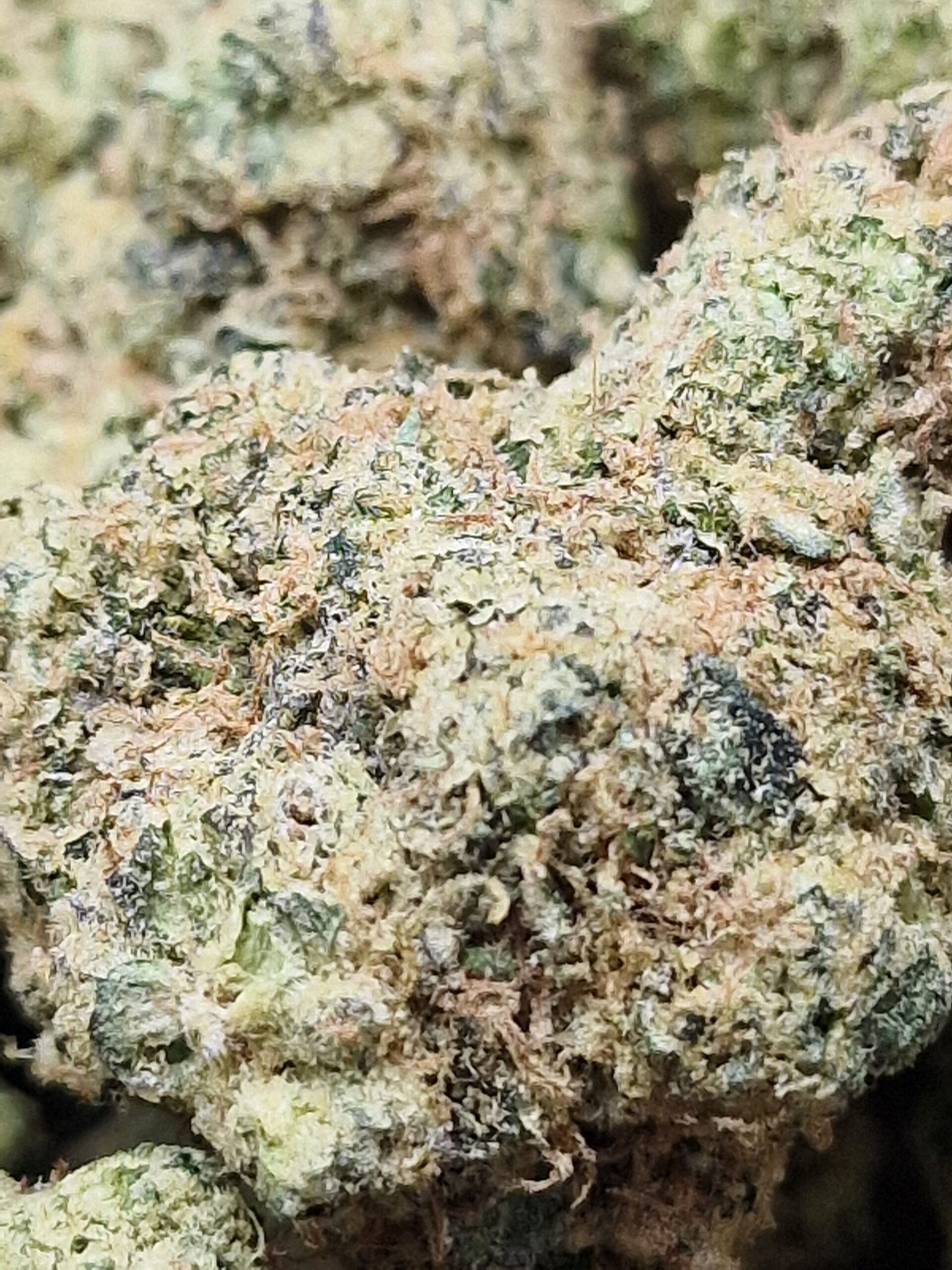 Panama Red x Trainwreck - Image 3