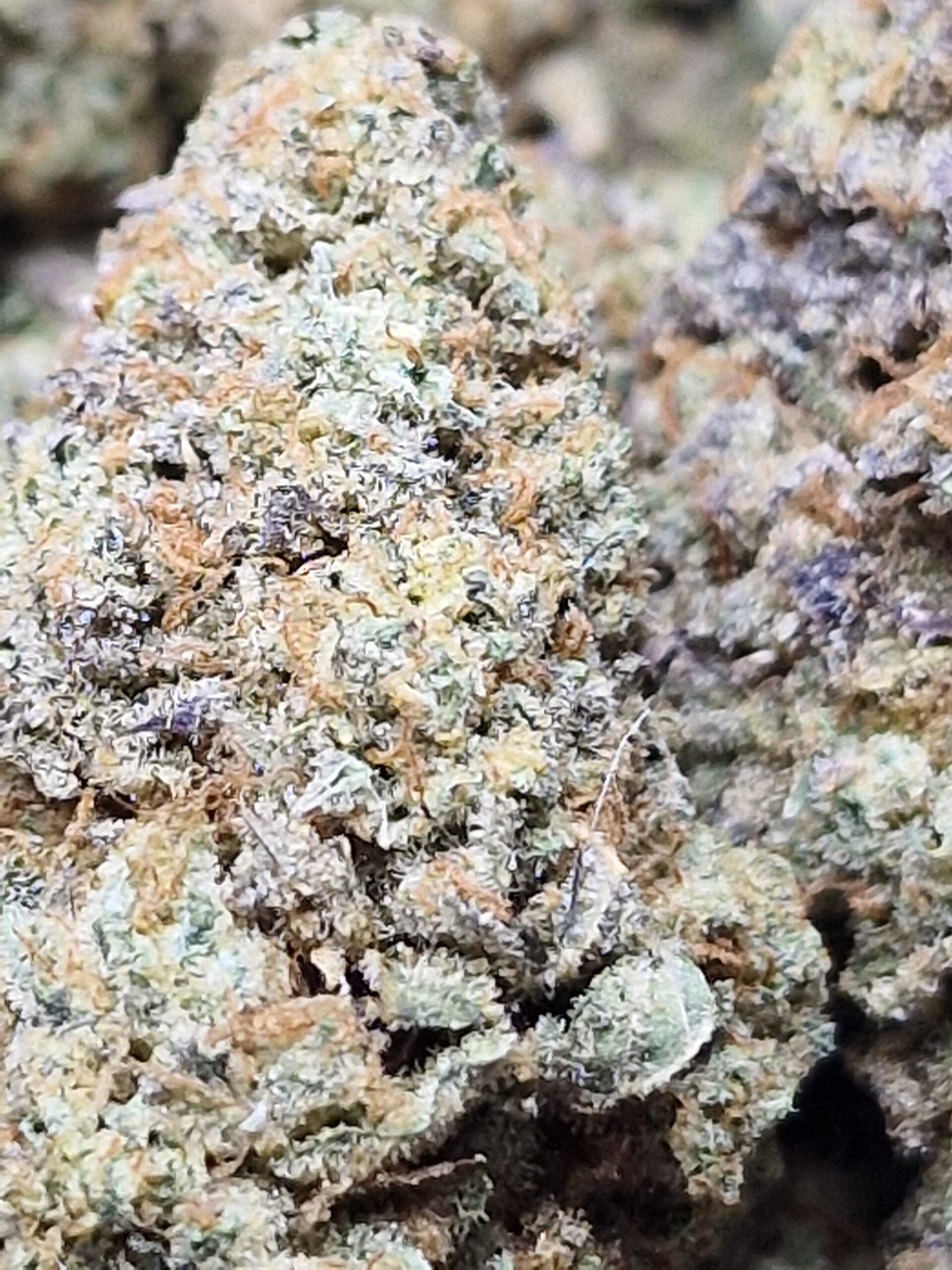 Rainbow Belts 2.0 -